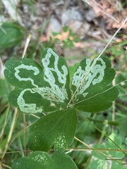 Phytomyza aquilegivora