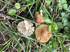 Inocybe
