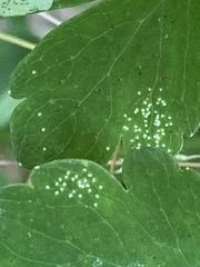 Phytomyza aquilegivora