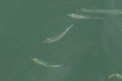 Atherinops affinis