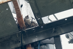 Artamus leucorynchus