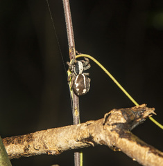 Storenomorpha