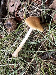 Inocybe