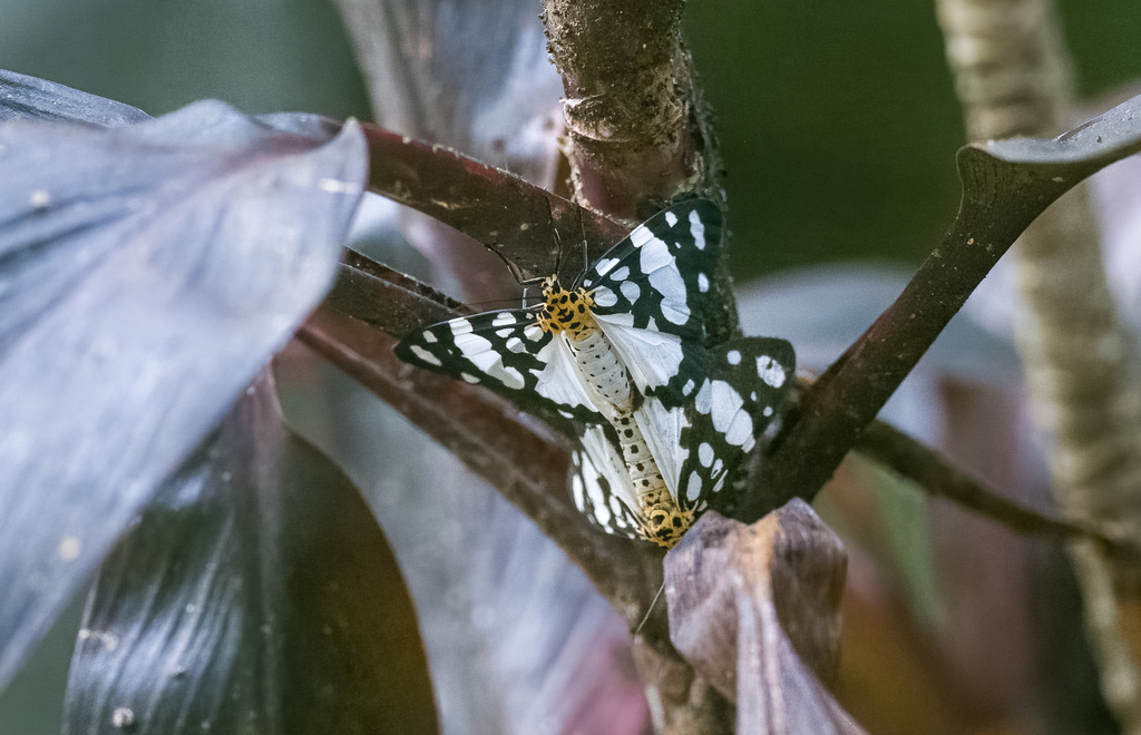 Pitasila