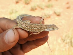 Meroles suborbitalis