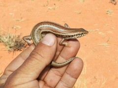 Trachylepis occidentalis