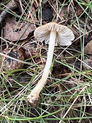 Inocybe