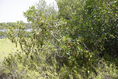 Rhizophora mangle