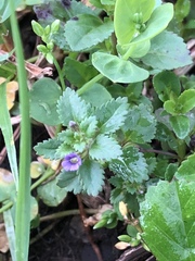 Stemodia verticillata