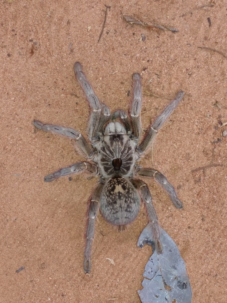 Mygale à corne de Marshall (Ceratogyrus marshalli)