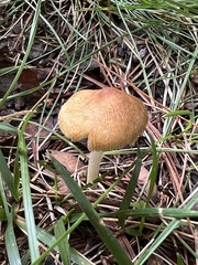 Inocybe