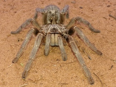 Ceratogyrus marshalli