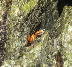 Tiwaripotamon edostilus