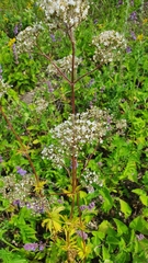 Valeriana rossica