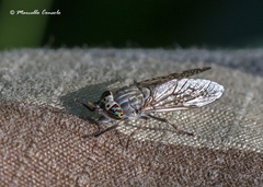 Haematopota pluvialis