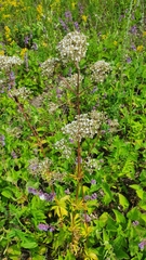 Valeriana rossica