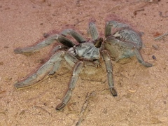 Ceratogyrus marshalli