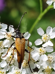 Pedostrangalia pubescens