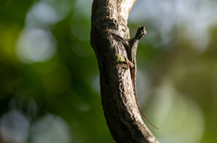 Draco spilopterus