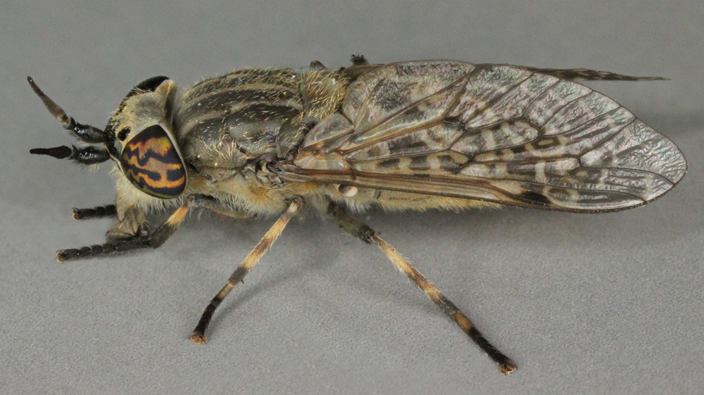 Notch-horned Cleg, photo 1 of 10