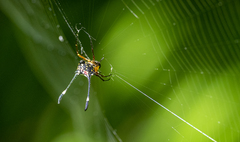 Gasteracantha clavigera