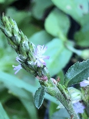Pseudelephantopus spicatus
