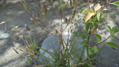 Ixeris tamagawaensis