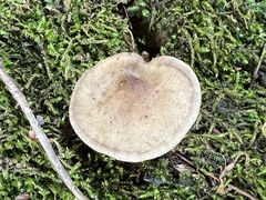Spodocybe