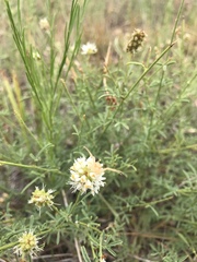 Dalea multiflora