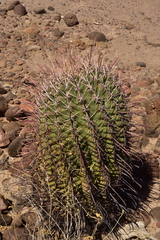 Ferocactus emoryi rectispinus