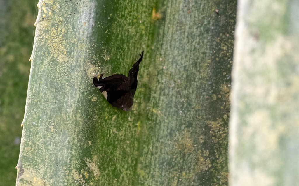Pochazina sublobata