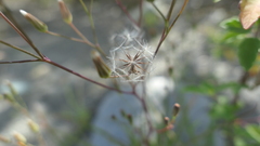 Ixeris tamagawaensis