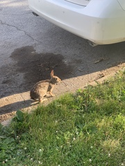Sylvilagus floridanus