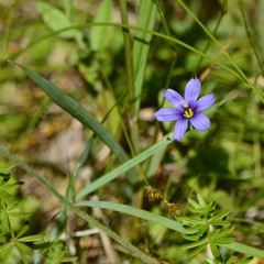 Sisyrinchium montanum montanum