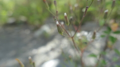 Ixeris tamagawaensis