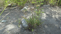 Ixeris tamagawaensis