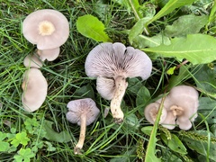 Lepista tarda