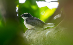 Rhipidura nigritorquis