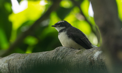 Rhipidura nigritorquis