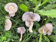 Lepista tarda