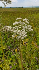 Valeriana rossica