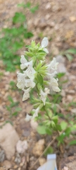 Stachys atherocalyx