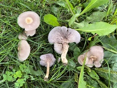 Lepista tarda