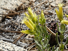 Silene parishii