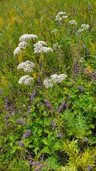 Valeriana rossica