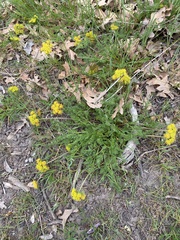 Lomatium grayi