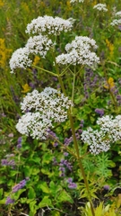 Valeriana rossica