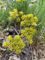 Lomatium grayi
