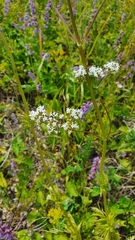 Valeriana rossica