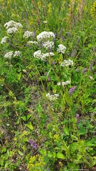 Valeriana rossica